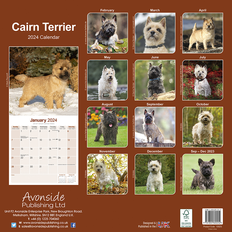 Cairn Terrier Calendar 2024 (Square) Dogs Naturally